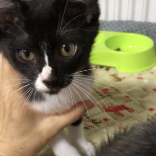 抱っこもナデナデも大好き！人懐こいハチワレニャン♀