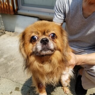 チベタン スパニエル 犬 の里親募集情報 ペットのおうち 月間利用者150万人