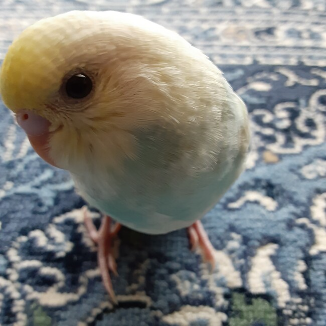 なかがわさとこのカバー写真