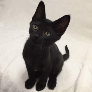 募集停止中 甘えん坊の黒猫！3ヶ月
