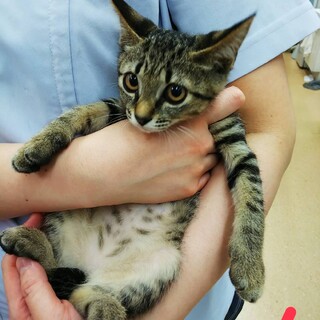 母猫が子猫を置いていなくなりました