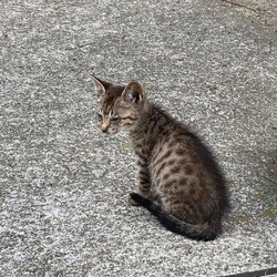 野良猫の保護