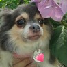 たくさんナデナデしてね♡甘えんぼうのあんりちゃん サムネイル5
