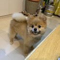 応募多数の為一時停止