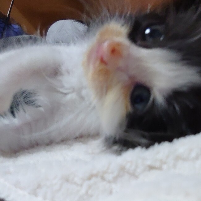 Natsunatuのカバー写真