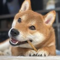 ※代理募集【里親決定！】ありがとうございました