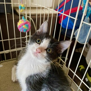 生後2ヶ月、③もっくん♂:空き家で生まれた4兄弟