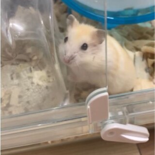 ジャンガリアンハムスター（イエロー・ノーマル）