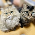 【募集一旦停止】もふもふコンビのオトナ猫ちゃん