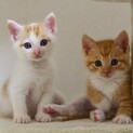 募集一時停止★ぬいぐるみのような茶白姉弟