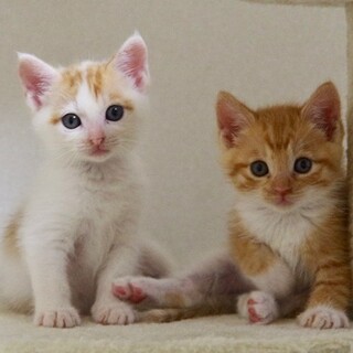 募集一時停止★ぬいぐるみのような茶白姉弟