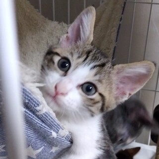 募集停止中 キジ白のぽんた2ヶ月半