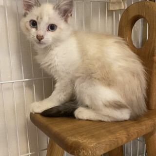 長毛ブルーアイ☆しんくん♂3か月くらい