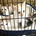 2ヶ月くらいのきょうだいです。