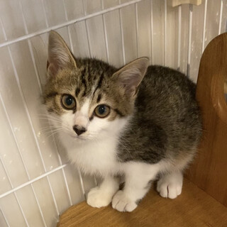 キジシロ☆かんくん♂3か月くらい