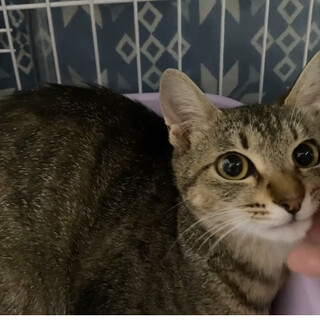 なれなれ♡みのりちゃん♀1歳くらい