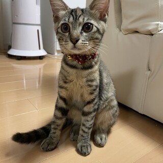 募集停止やんちゃで甘えっ子なキジサビの女の子