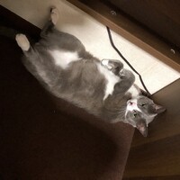 グレ