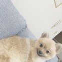 ポメラニアン 10ヶ月
