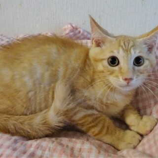 茶トラのゴウくん、少しビビリです。 