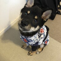 こたろー
