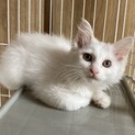 白い姉妹、好奇心旺盛ふわちゃん