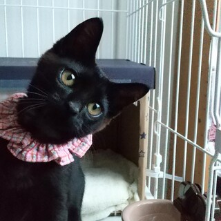 黒猫おっとりお利口男子生後3か月