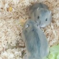 ジャンガリアンハムスターの子どもの里親募集です！
