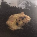 ツノガエル3匹、里親さん募集