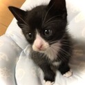 仲良し兄妹なので、２匹でお願いします！