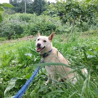 紀州犬×秋田犬の男の子です！