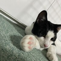 はちべえ