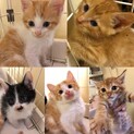 子猫の里親さんを募集します【一旦募集停止します】