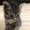 あいせいさん