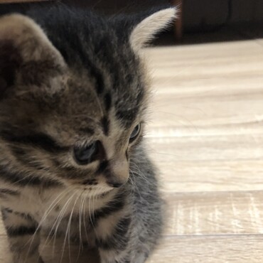 キジトラです。生後1ヶ月が過ぎました。
