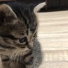 キジトラです。生後1ヶ月が過ぎました。