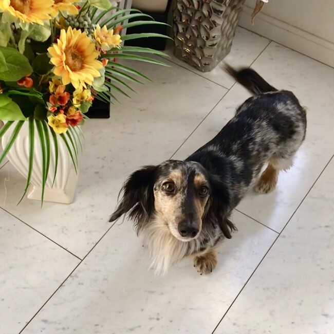 チョコクッキーファミリーのカバー写真