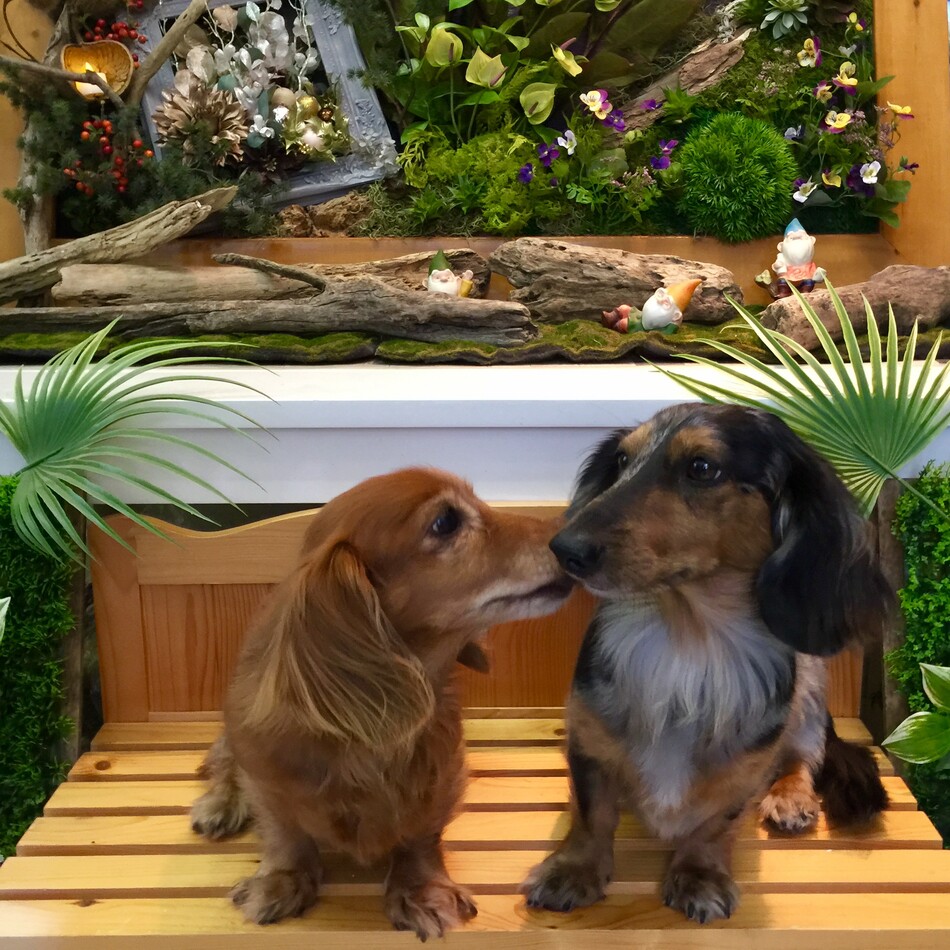 クッキーのカバー写真