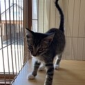 【里親さん決定】子猫5匹、とてもかわいいです。