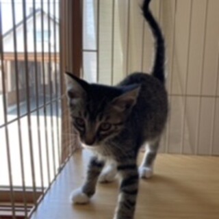 【里親さん決定】子猫5匹、とてもかわいいです。