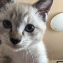 子猫の里親募集です