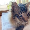 雪ねこ農園（保護活動者）