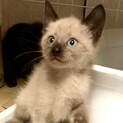 シャム風美猫な女の子♪