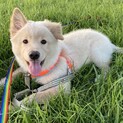 MIXの子犬の男の子マスオくん
