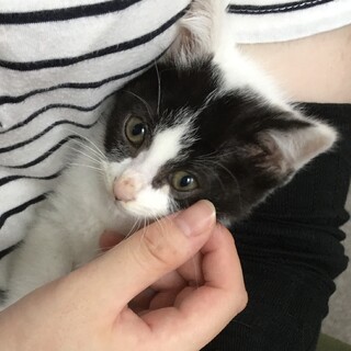 里親決定。パンダ柄のやさかちゃん