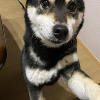 メイ