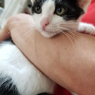 【トライアル中】可愛さ♡人慣れ100点満点♡キキ