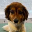 里親さん決まりましたミックス犬♀姫ちゃん