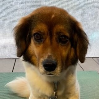 里親さん決まりましたミックス犬♀姫ちゃん