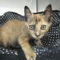 飼い主決定！保健所収容:仮名・さつき♀